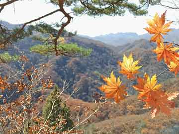 4949澳门开奖现场开奖直播,澳门彩票开奖现场直播，见证幸运时刻的激情与期待